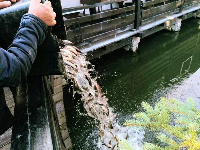 З берега водойми пригощаємо лебедів, які підпливають ближче.
